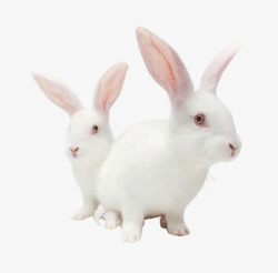 兔子白兔子动物兔子素材