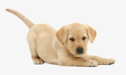 拉布拉多幼犬实物可爱黄色幼犬拉布拉多高清图片
