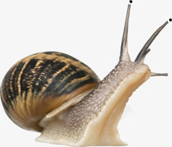 抬头的蜗牛蜗牛装饰高清图片