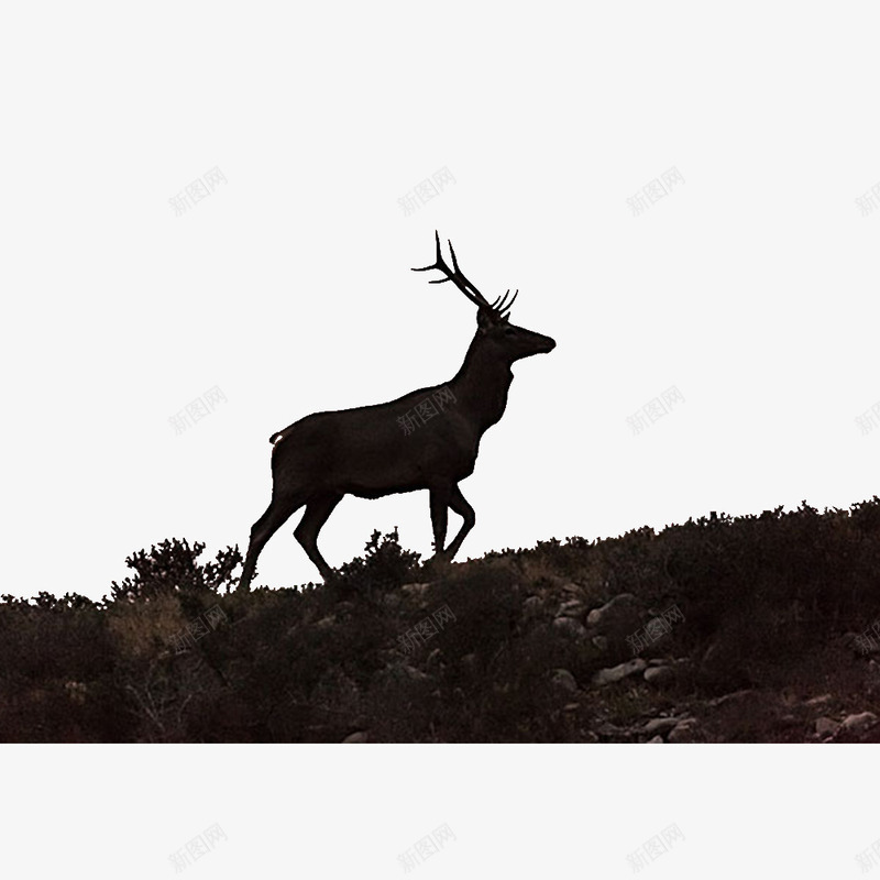 追寻的小鹿png免抠素材_新图网 https://ixintu.com 动物 寻觅 树木 追寻 追寻的乐趣 追寻的小鹿 追索 追逐