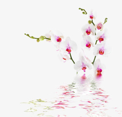 水中植物背景创意水中的桃花高清图片