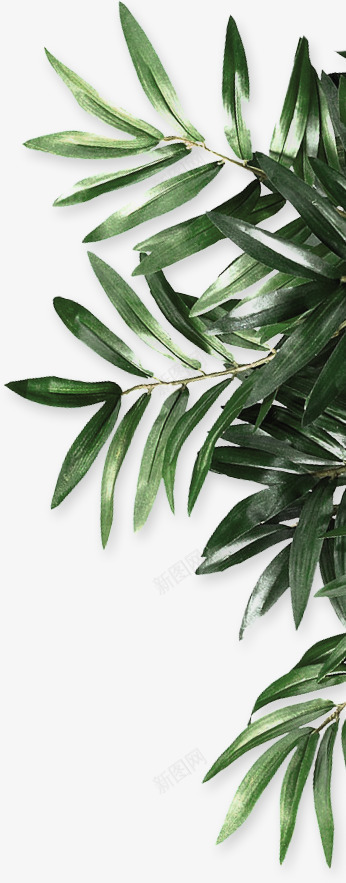 植物树叶的装饰png免抠素材_新图网 https://ixintu.com 万年青 树叶 植物 装饰
