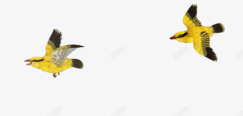 飞翔的小黄鸟png免抠素材_新图网 https://ixintu.com 卡通 小鸟 手绘 简图 翅膀 飞翔 黄色的 黑色的