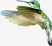 展翅的蜂鸟绿色展翅蜂鸟高清图片