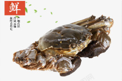 网页动物漂浮螃蟹高清图片