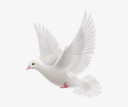 鸽子装饰白色的鸟高清图片