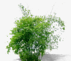 绿色竹子绿色植物高清图片