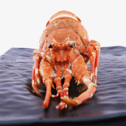 虾仔面食材澳洲龙虾仔高清图片
