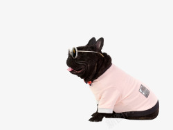 法国斗牛犬带眼镜的时尚宠物狗狗高清图片