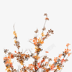 落叶秋天秋天的黄色树叶高清图片
