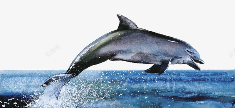 跃起水面的海豚png免抠素材_新图网 https://ixintu.com 动物 海洋 海洋哺乳动物 海洋生物 海豚 跃出 跃起 跃起的鱼 飞溅 鱼 鱼类