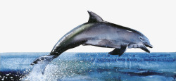 跃起水面的海豚素材