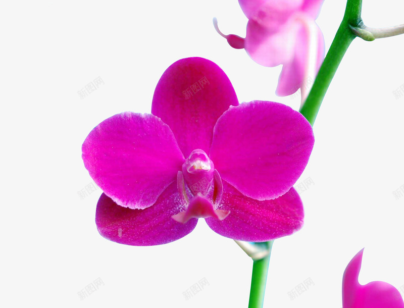 紫色蝴蝶兰花简图png免抠素材_新图网 https://ixintu.com 桔梗 植物 简图 绿植 美丽的 花朵 花瓣 装饰