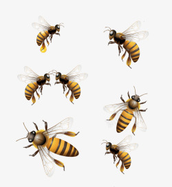 工蜂神态不同的蜂高清图片