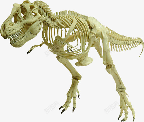恐龙化石png免抠素材_新图网 https://ixintu.com 恐龙 恐龙骨架 白色化石 骨头