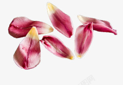 郁金香花素材
