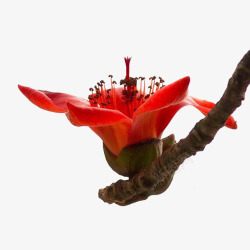 中国风景植物花朵红色木棉花素材