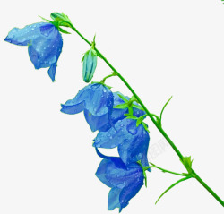 蓝铃花背景一枝蓝铃花装饰高清图片