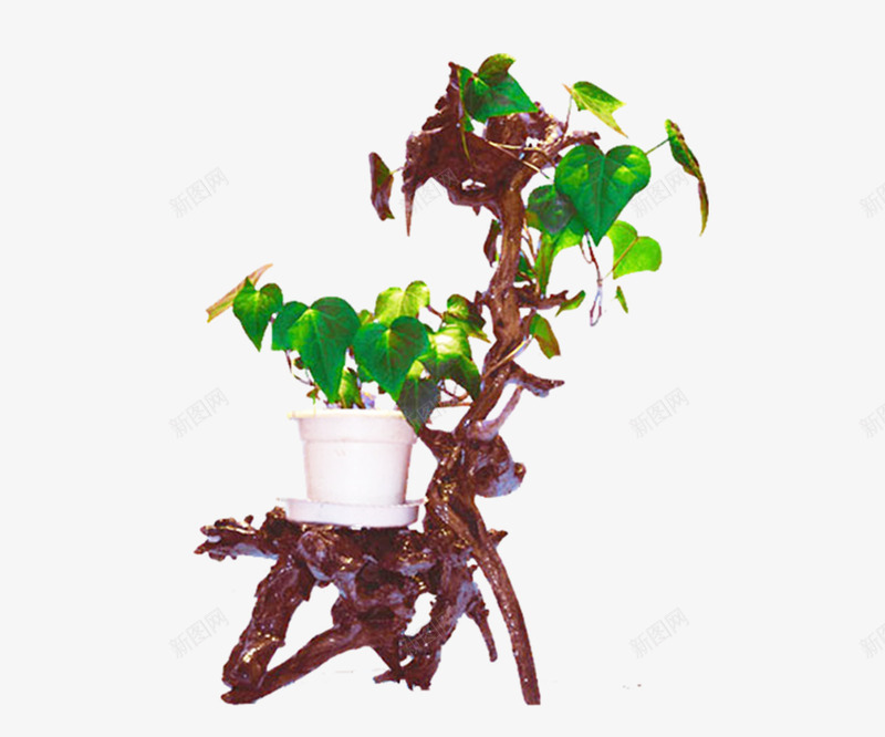 盆栽png免抠素材_新图网 https://ixintu.com 室内植物 小盆栽 植物 盆栽 绿色植物 花草 花草盆栽