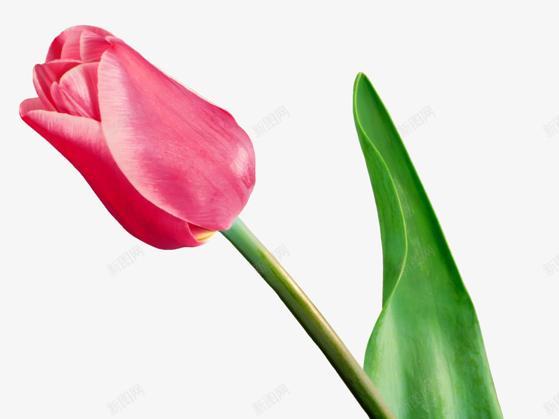 一朵郁金香花粉红色花png免抠素材_新图网 https://ixintu.com 一朵 红色 花粉 郁金香