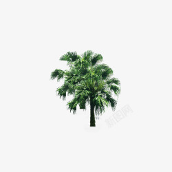 茂盛椰子树茂盛的树顶高清图片