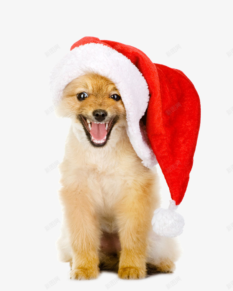 带着圣诞帽的小狗png免抠素材_新图网 https://ixintu.com 可爱 小狗 帽子 萌宠