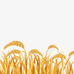 金色农作物燕麦粒素材