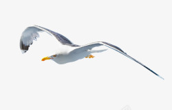 实物海边贝壳鸟类飞翔专业摄影高清图片