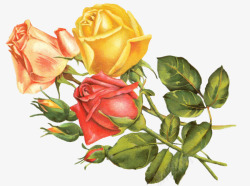 三朵鲜花背景抽象花朵月季花玫瑰高清图片