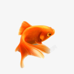 红色的小鱼金鱼高清图片