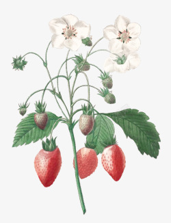 手绘草本植物野生草莓手绘高清图片