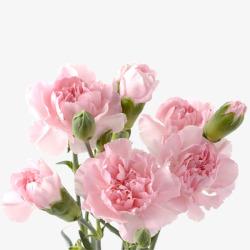 春天送个母亲粉色康乃馨高清图片