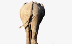 大象背影行走大象的背影高清图片