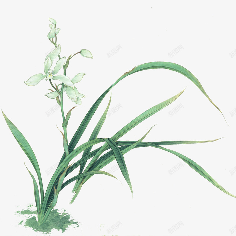 兰花草png免抠素材_新图网 https://ixintu.com 兰花草 手绘兰花草 白色 绿色