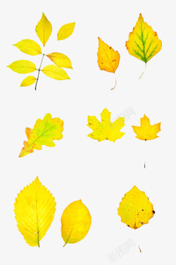 黄色植物排列的静止的树叶实物素材