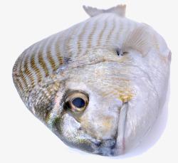 海鲜鳊鱼素材