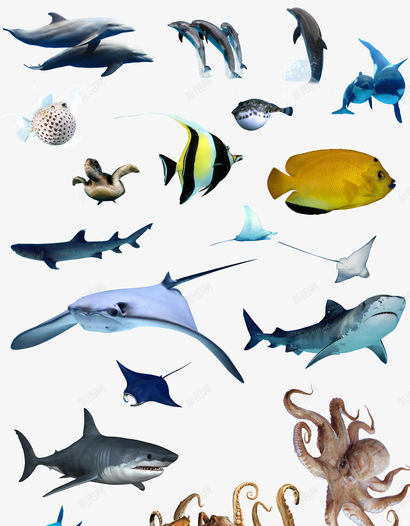 海洋生物集合png图片免费下载 素材7sxkgajag 新图网 海洋生物集合png图片免费下载 素材7sxkgajag 新图网