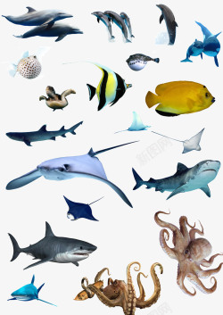 水中锂鱼海洋生物集合高清图片