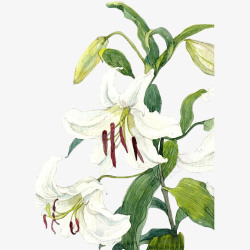 手绘水彩摄影图手绘白色百合花高清图片
