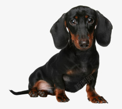 免抠素材小黑狗卡通坐着的小黑狗高清图片