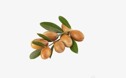 摩洛哥植物摩洛哥坚果实物高清图片