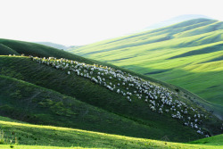 绿色山坡上成群的绵羊素材