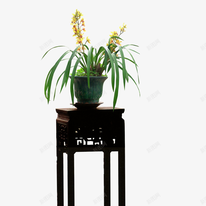 植物png免抠素材_新图网 https://ixintu.com 木架 绿色 花草 观赏