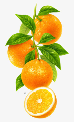 现摘新鲜水果一串橙子高清图片