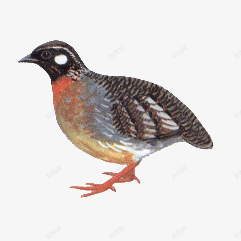 鹧鸪手绘图png免抠素材_新图网 https://ixintu.com 动物 手绘的鹧鸪 棕色的鹧鸪 飞行动物 鸟类动物鹧鸪 鸽子 鹧鸪