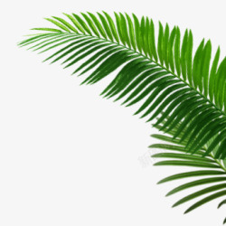 芝麻叶摄影摄影绿色的植物棕榈叶高清图片