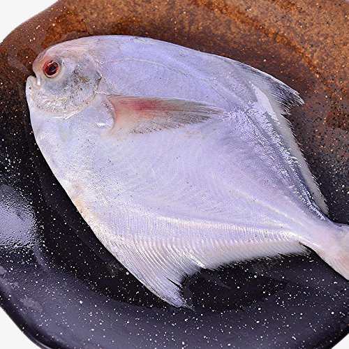 冰冻平鱼png免抠素材_新图网 https://ixintu.com 海产 海鲜 食品 鱼