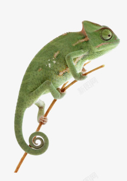 变色蜥蜴绿色野生动物蜥蜴高清图片