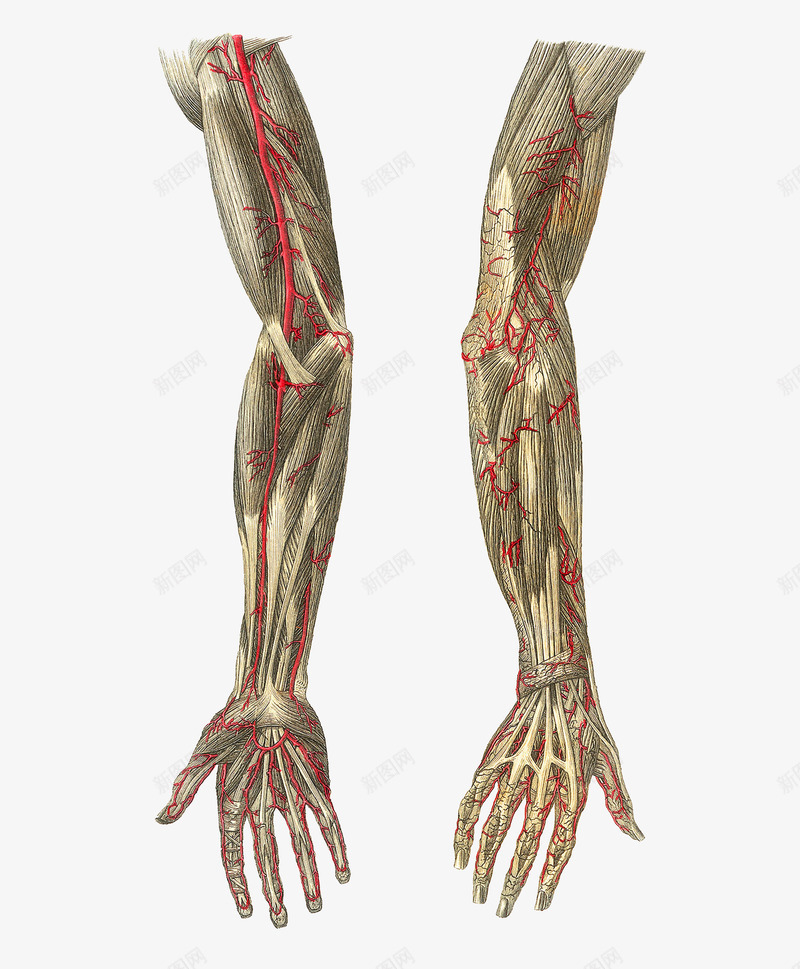 臂膀血管分布png免抠素材_新图网 https://ixintu.com 人体经脉 人体结构 动物血管 叶脉 心血管系统 生物医学插图 脉管束