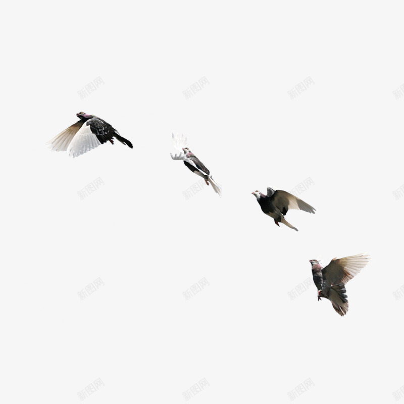 飞翔的小鸟png免抠素材_新图网 https://ixintu.com 动物 小鸟 成群结队 空中的鸟 飞翔 飞翔的鸟 飞行 鸟南迁 鸟群